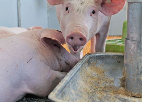 Mehr Rohfaser ist kein Problem für Mastschweine