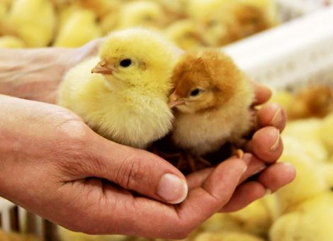 Schmidt begutachtet Tierschutz im Praxistest