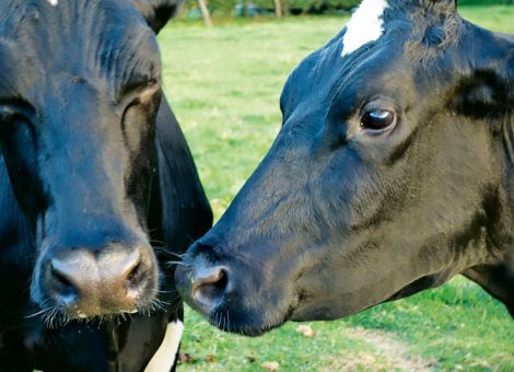 Neue Zuchtgesellschaft „Qnetics“ startet 2018