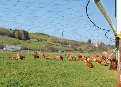 Nicht der Fuchs, sondern der Habicht ist das Problem
