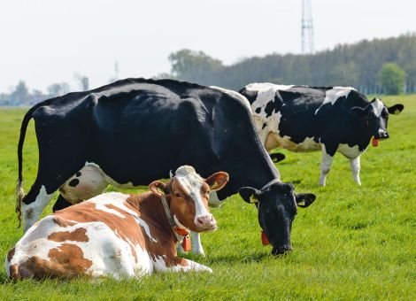 Milchpreise rauschten 2016 weiter in die Tiefe