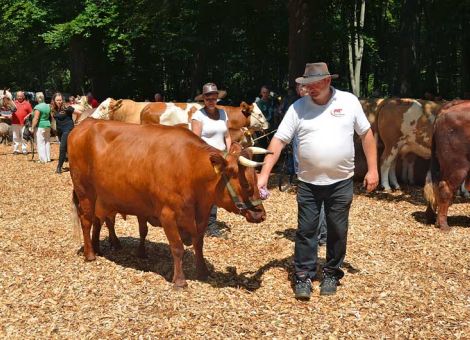 Rinderschau ist Kernbestand des traditionellen Ochsenfestes