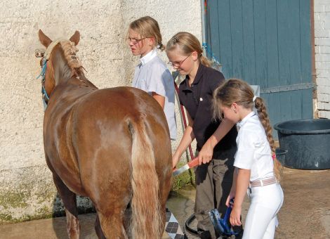 Schleswig-Holstein will Pferdesteuer verbieten