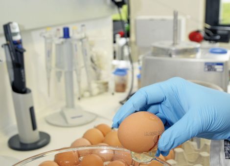 Handel reagiert zum Teil drastisch auf Fipronil-Funde in Eiern