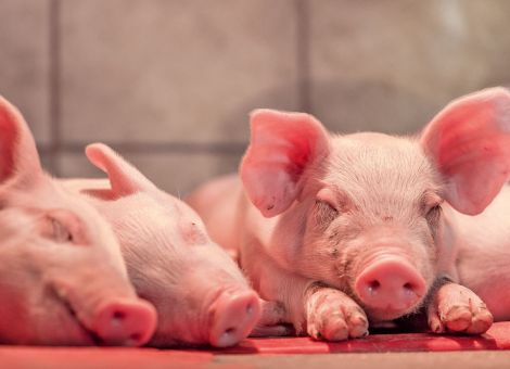 Größere Würfe, längere Nutzungsdauer – geht das?