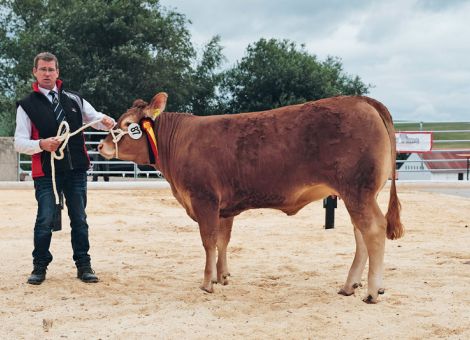 Limousin-Züchter aus Hessen holen Titel in Hartmannsdorf
