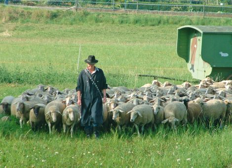 Erfolgreiche Schafzucht und Schafhaltung mitten in Hessen