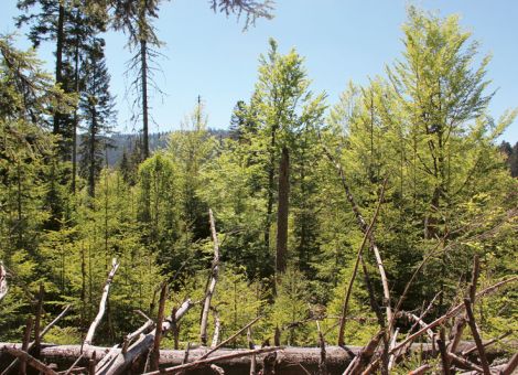 Der Wald ist ein Wohlfühlraum