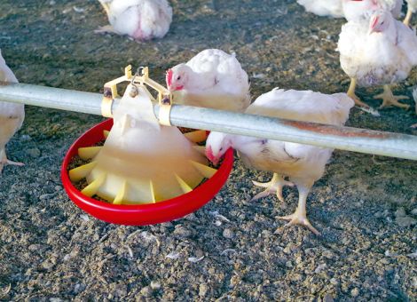 Protein senken – weniger NH3, aber auch weniger Fleisch