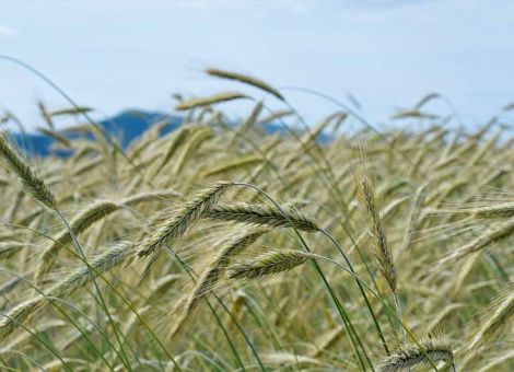 Trotz geringem Anbau umfangreiche Zuchtarbeit