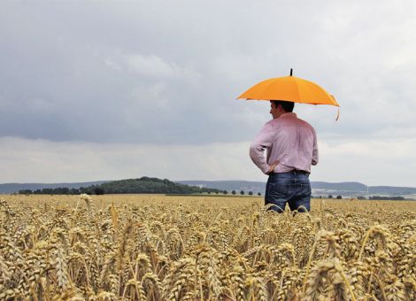 Winterweizen bleibt die bedeutendste Frucht
