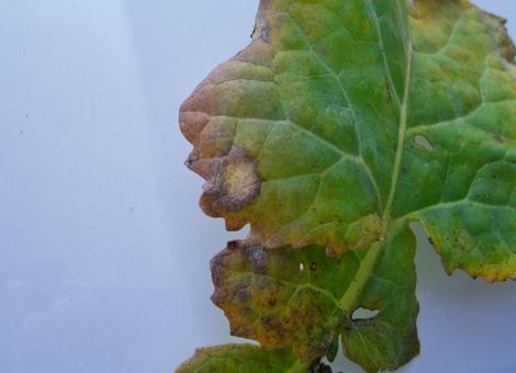 Der Raps muss gesund in den Winter gehen