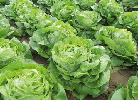 Neue Salatsorten im Vergleich: die besten Salate 2016