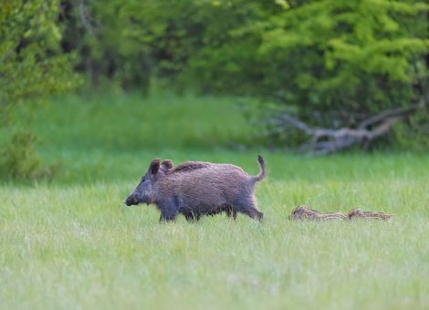 Afrikanische Schweinepest – Gefahr aus dem Wald