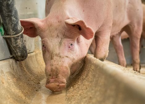 Phosphorgehalt im Schweinefutter senken