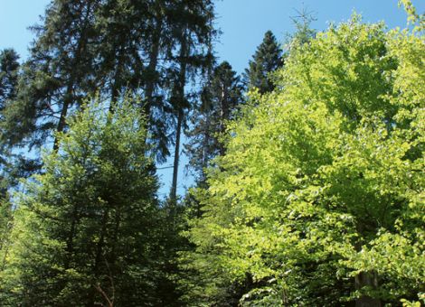 Waldbesitzer rüsten sich für die Zukunft