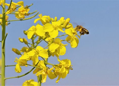 Regional sehr unterschiedliche Honigerträge