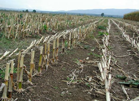 Im Herbst auf Maiszünsler reagieren