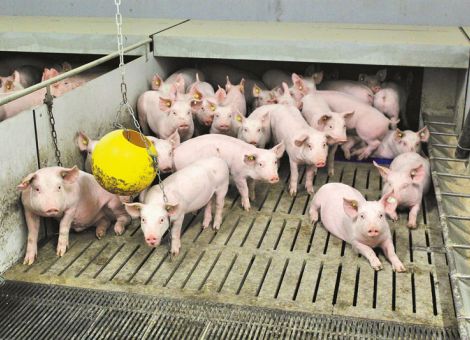Ammenferkel erreichen Mastreife zehn Tage später