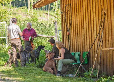 Im Schwarzwildgatter den Jagdhund auf seine Arbeit vorbereiten