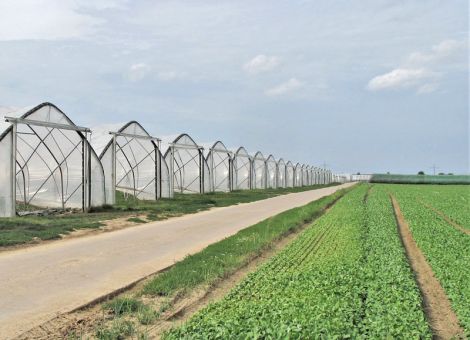 Die Zahl der Gartenbaubetriebe ist deutlich gesunken