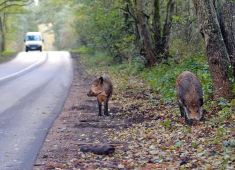 Afrikanische Schweinepest auf dem Vormarsch