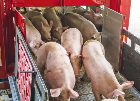 Talfahrt der EU-Schlachtschweinepreise gestoppt