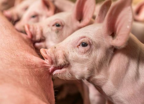 Geben die Sauen genug Milch für hohe Aufzuchtleistungen?