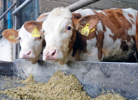 Feste Jungbullenpreise mit Spielraum nach oben