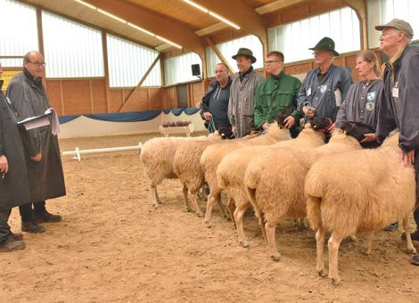 Erstmals die Landesschafschau  in Alsfeld durchgeführt