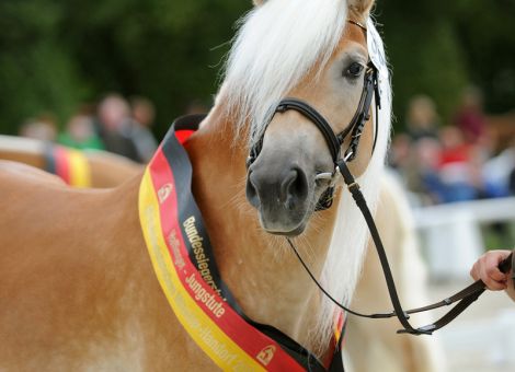 Bundessiegerstute 2017 bei den Haflingern aus Hessen