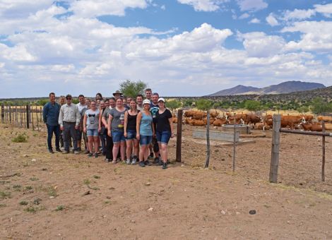Warum das Simmentaler Rind in Namibia gefährdet ist