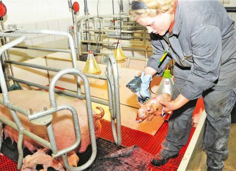 Kreißsaal im Schweinestall