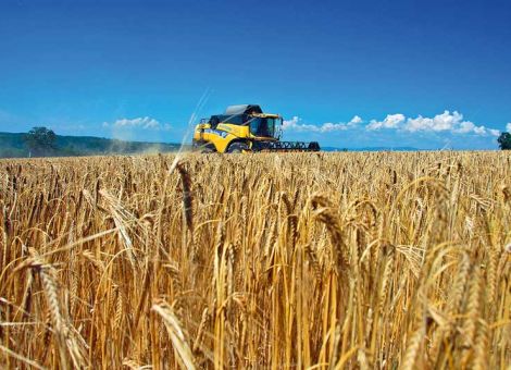 Vor allem beim Schwergetreide hohe Rohproteingehalte