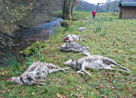 Angriff auf Schafe im Odenwald