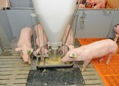 Wie weit runter mit dem Phosphor im Schweinefutter?
