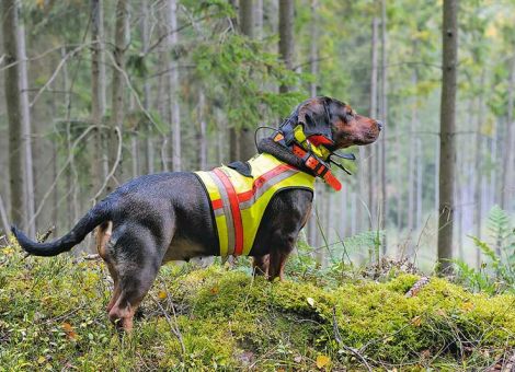 Jagdhund sicher bei der Schwarzwildjagd einsetzen