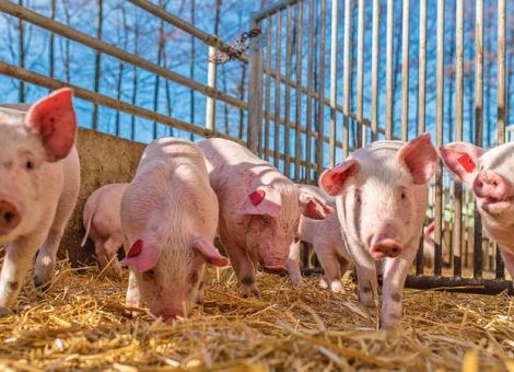 Bio-Schweine: Wie sieht die Zukunft aus?