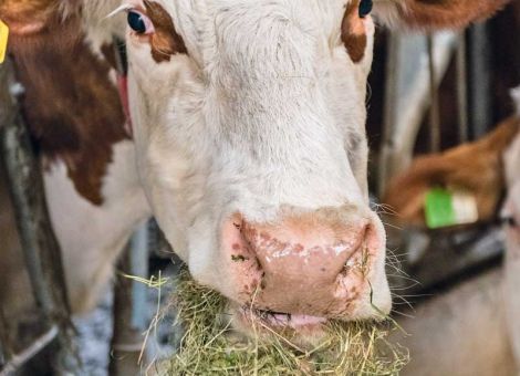 Gutes Heu wird von Kühen gerne gefressen
