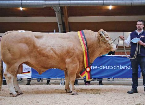 Erstklassige Blonde d´Aquitaine-Schau in Alsfeld