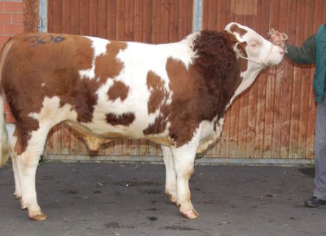 Hervorragende Fleischrinder-Bullen in Alsfeld