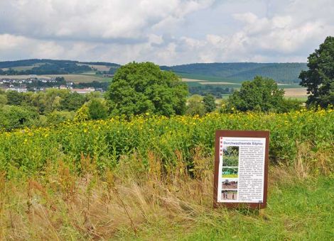 Testanbau alternativer Biogaskulturen