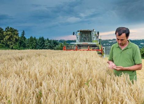 Schwierige Ernte durch widrige Wetterbedingungen