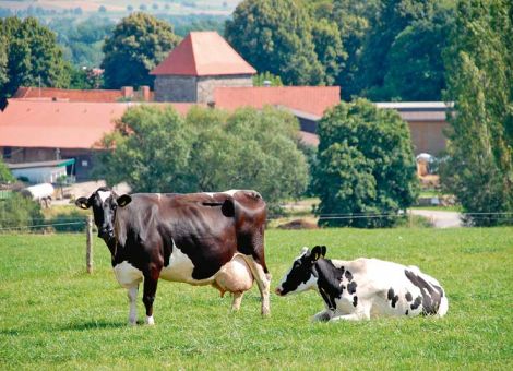 Stress für Kälber minimieren