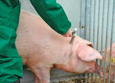 Antibiogramm wird zur Pflicht