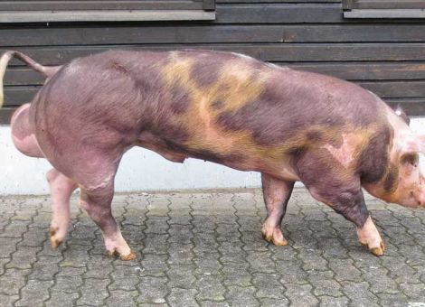 Den richtigen Besamungseber finden