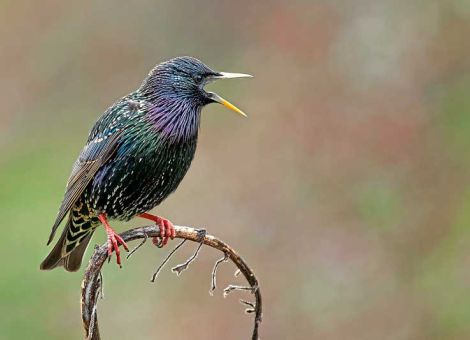 Die Natur des Jahres 2018