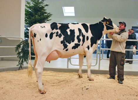 Flotter Jahresauftakt bei der Auktion in Fließem