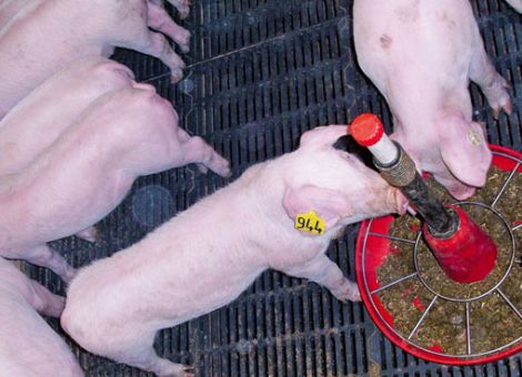 Nur Fressbares beschäftigt Ferkel gut
