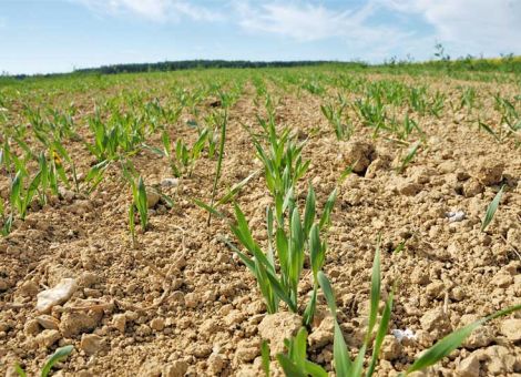 Sommergerste nur noch auf Platz vier der Feldfrüchte